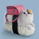 sushi-cats
