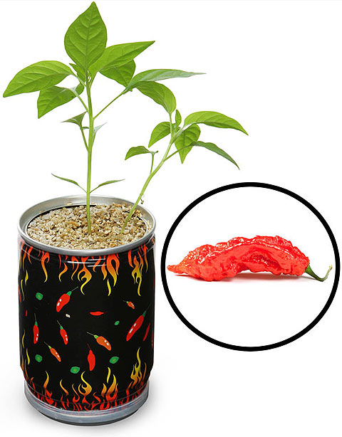 grow-your-own-worlds-hottest-pepper