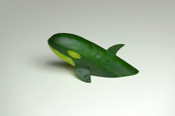 cucumber-whale
