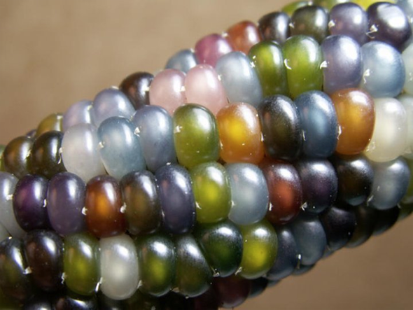 glass-gem-corn