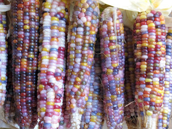 rainbow-corn-2