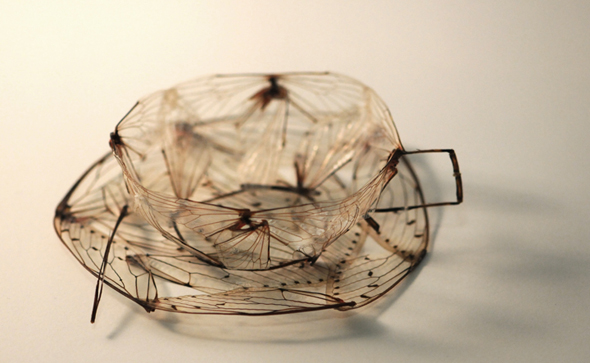 object-cicada-wings-legs