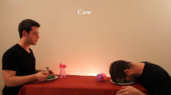 animals-food
