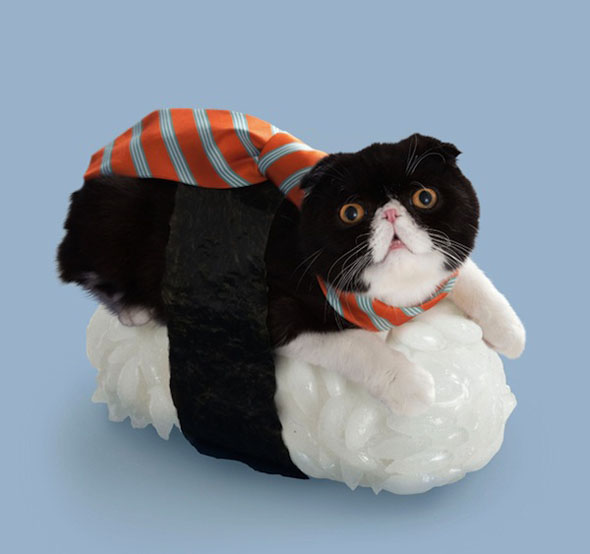 sushi-cats-3
