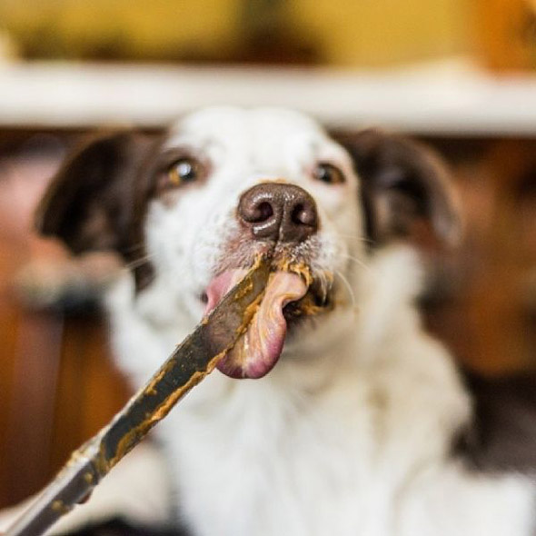 Just Pictures of Dogs Eating Peanut Butter Foodiggity
