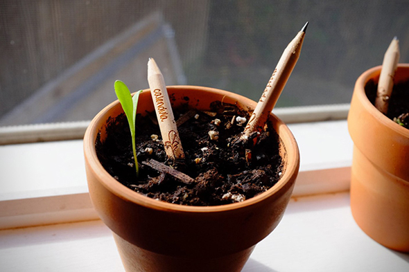 Sprout-Pencils-Plant-Your-Pencil-5