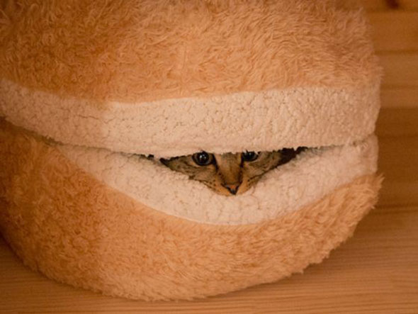 catburger-4