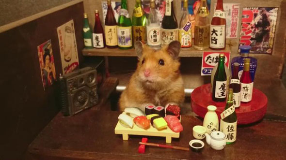 hamster-bartender
