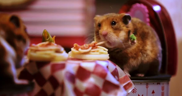 hamsters-spaghetti