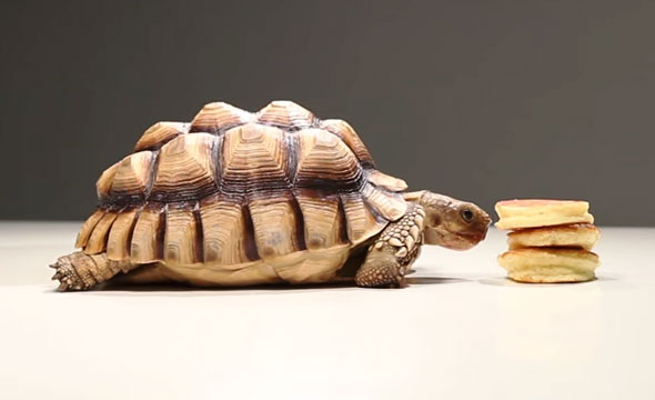 tortoises-pancakes