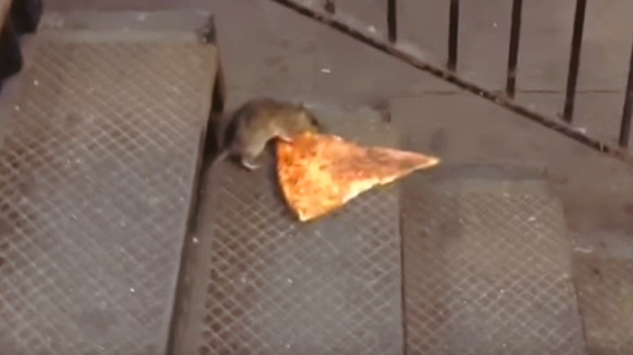 pizza-rat