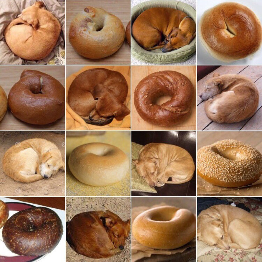puppy-or-bagel