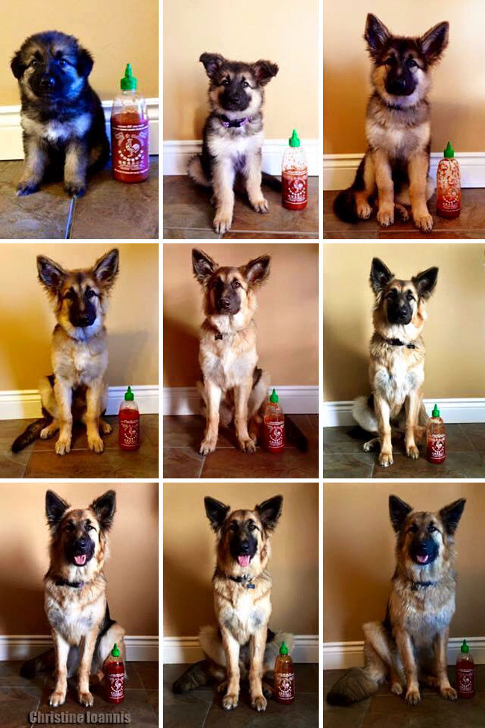 dog-growing-up-timelapse-german-shepherd-sriracha-2
